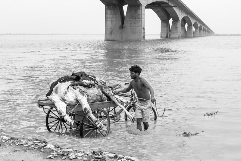 An animal carcass being dumped into river Ganga at Patna, Bihar, causing river pollution